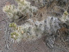 Cylindropuntia multigeniculata