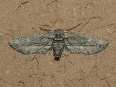 Holochroa dissociarius