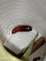 Spodoptera latifascia