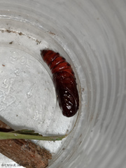 Spodoptera latifascia