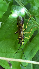 Tenthredo verticalis