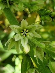 Veratrum californicum