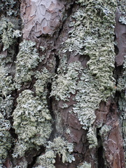 Hypogymnia farinacea