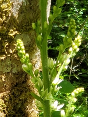 Veratrum californicum