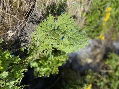 Oreina elongata