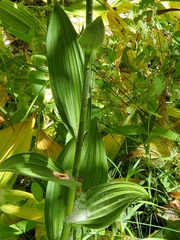 Veratrum californicum