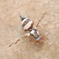 Myennis octopunctata
