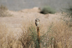 Athene cunicularia