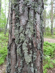 Hypogymnia farinacea