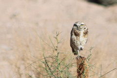 Athene cunicularia
