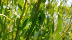 Chaitophorus viminalis