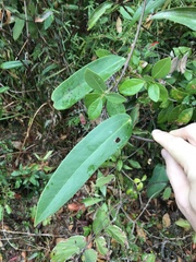 Smilax glabra