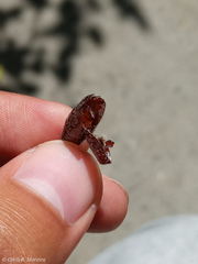 Spodoptera latifascia