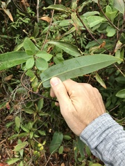 Smilax glabra