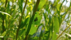 Chaitophorus viminalis