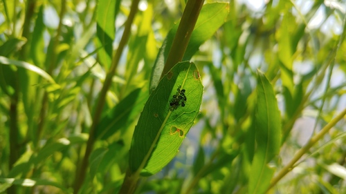 Chaitophorus viminalis
