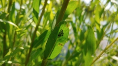 Chaitophorus viminalis