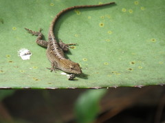 Anolis quercorum