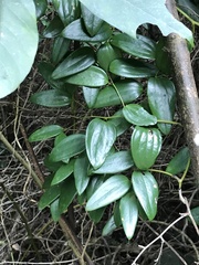 Smilax cocculoides