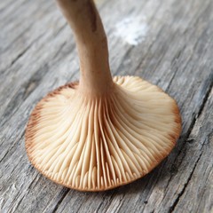 Lactarius rimosellus