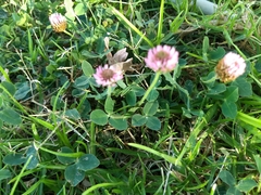 Trifolium fragiferum