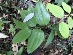 Smilax cocculoides