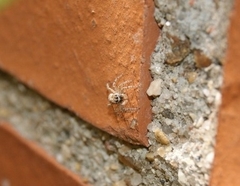 Menemerus semilimbatus