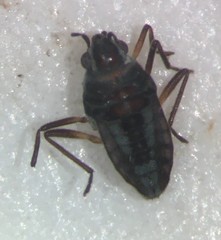 Microvelia hinei