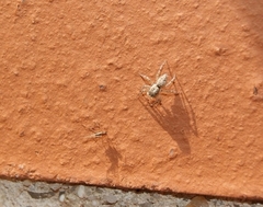 Menemerus semilimbatus