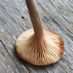 Lactarius rimosellus