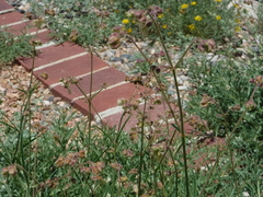 Mirabilis linearis linearis