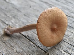 Lactarius rimosellus