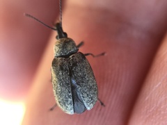 Mycterus curculioides