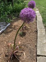 Allium giganteum
