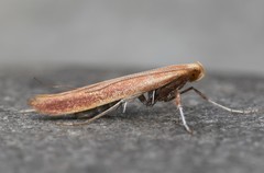 Caloptilia invariabilis