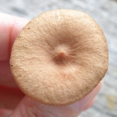 Lactarius rimosellus