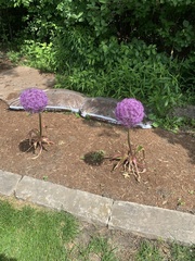 Allium giganteum