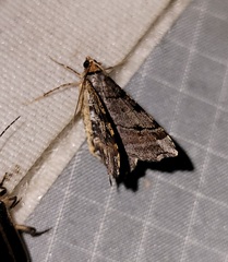 Macaria multilineata