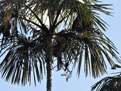 Mauritiella
