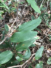Smilax hypoglauca