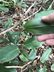Smilax hypoglauca