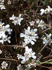 Iberis procumbens