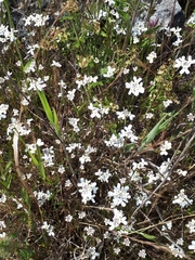 Iberis procumbens