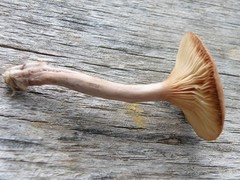 Lactarius rimosellus
