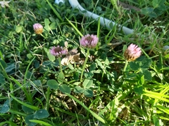Trifolium fragiferum