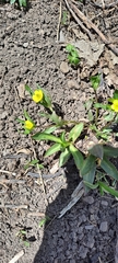 Ranunculus inamoenus