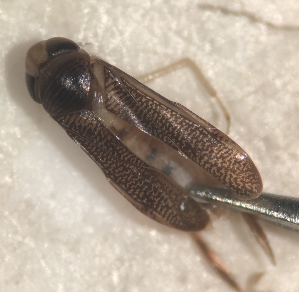 Trichocorixa verticalis