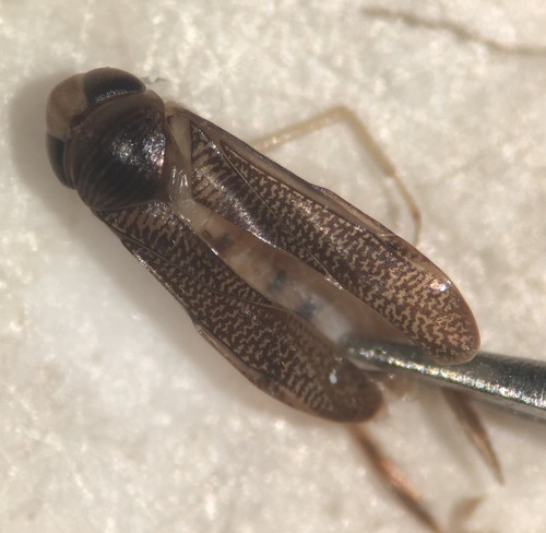 Trichocorixa verticalis
