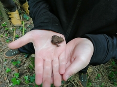 Bufo bufo