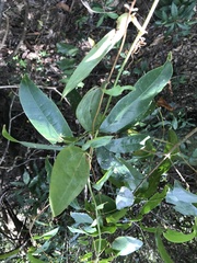 Smilax lanceifolia